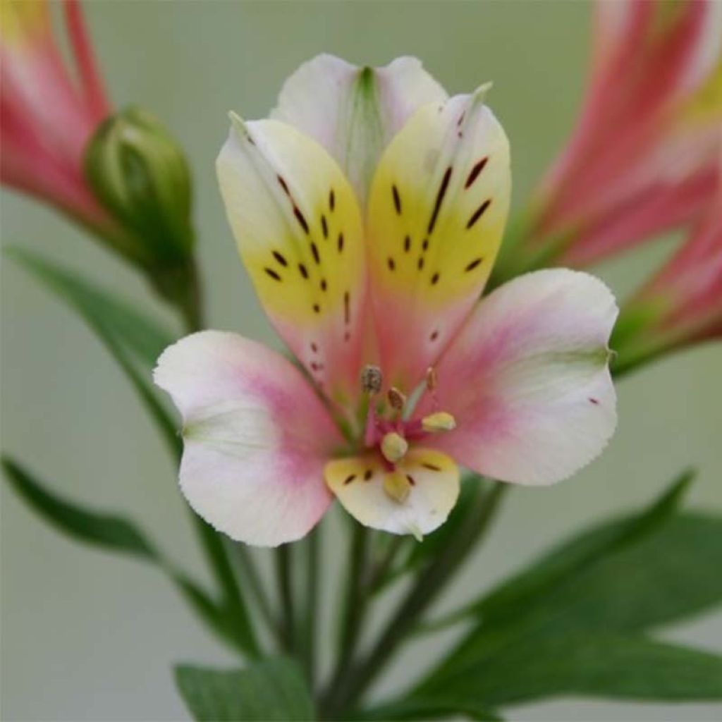 Alstroemeria Duchesse Anne - Incalelie