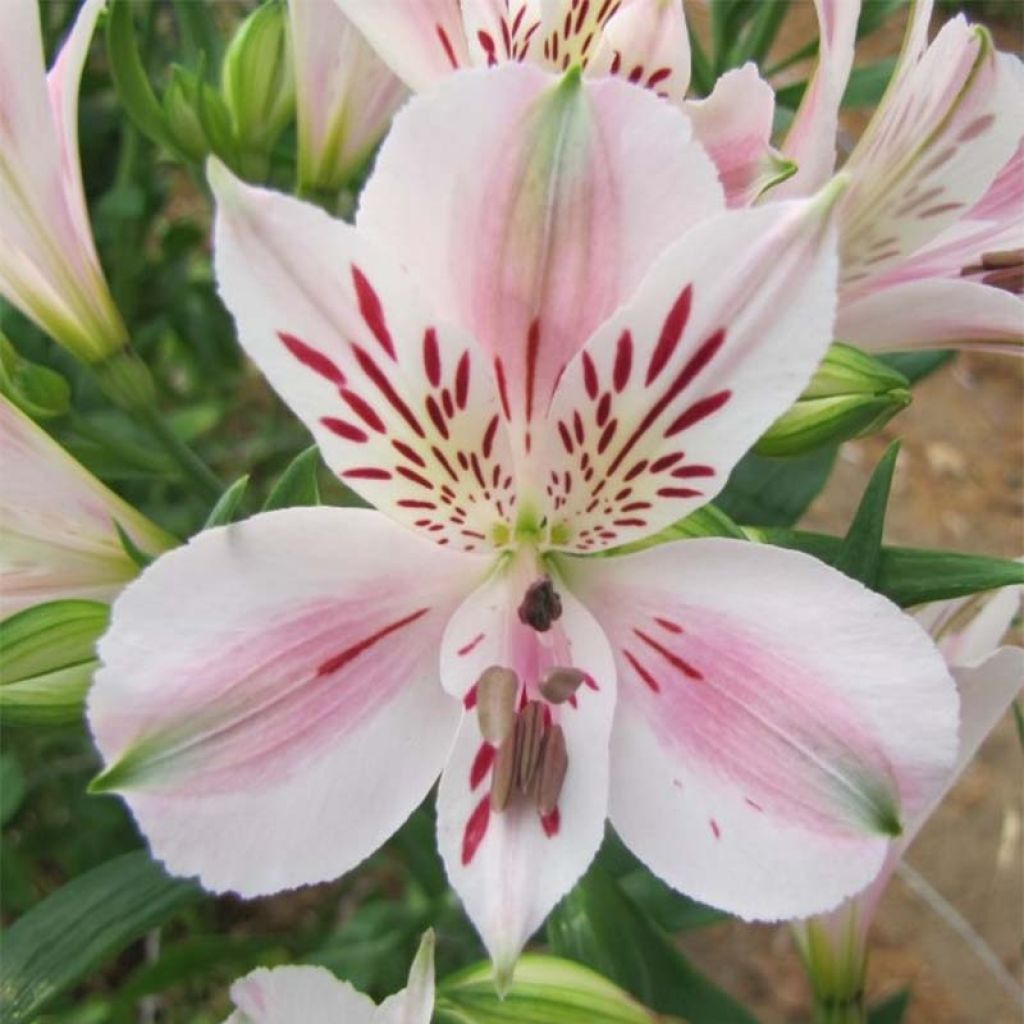 Alstroemeria Duchesse Béatrice - Incalelie