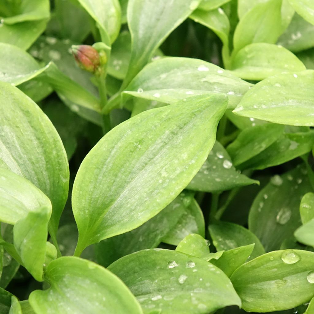 Alstroemeria Duchesse Elisabeth - Incalelie