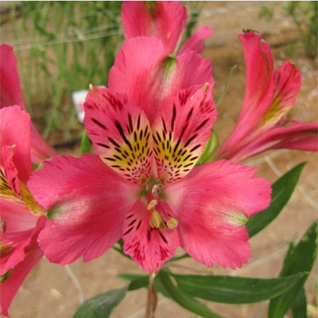 Alstroemeria Duchesse Isabelle - Incalelie