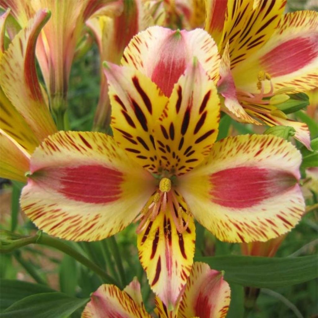 Alstroemeria Duchesse Marguerite - Incalelie