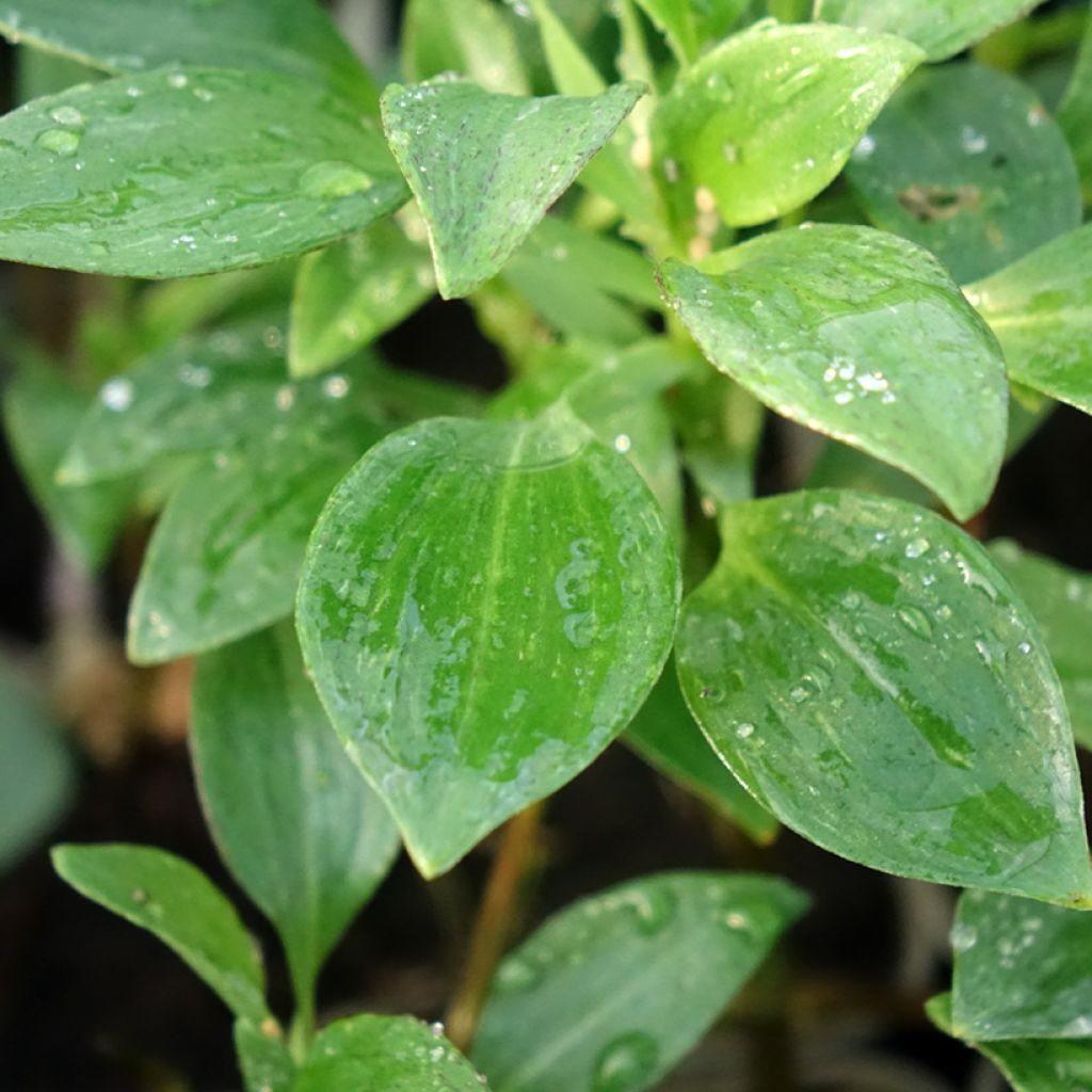 Alstroemeria Majestic Montsoreau - Incalelie
