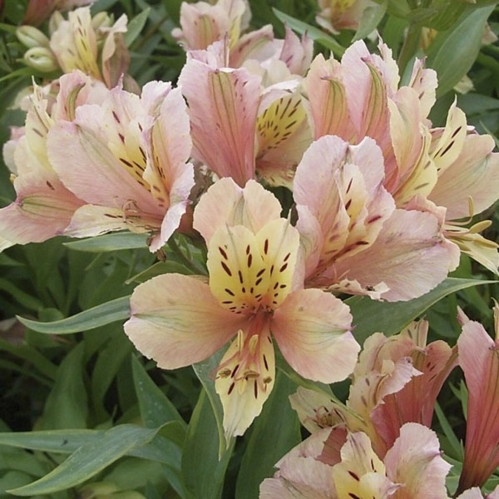 Alstroemeria Inca Ice - Incalelie