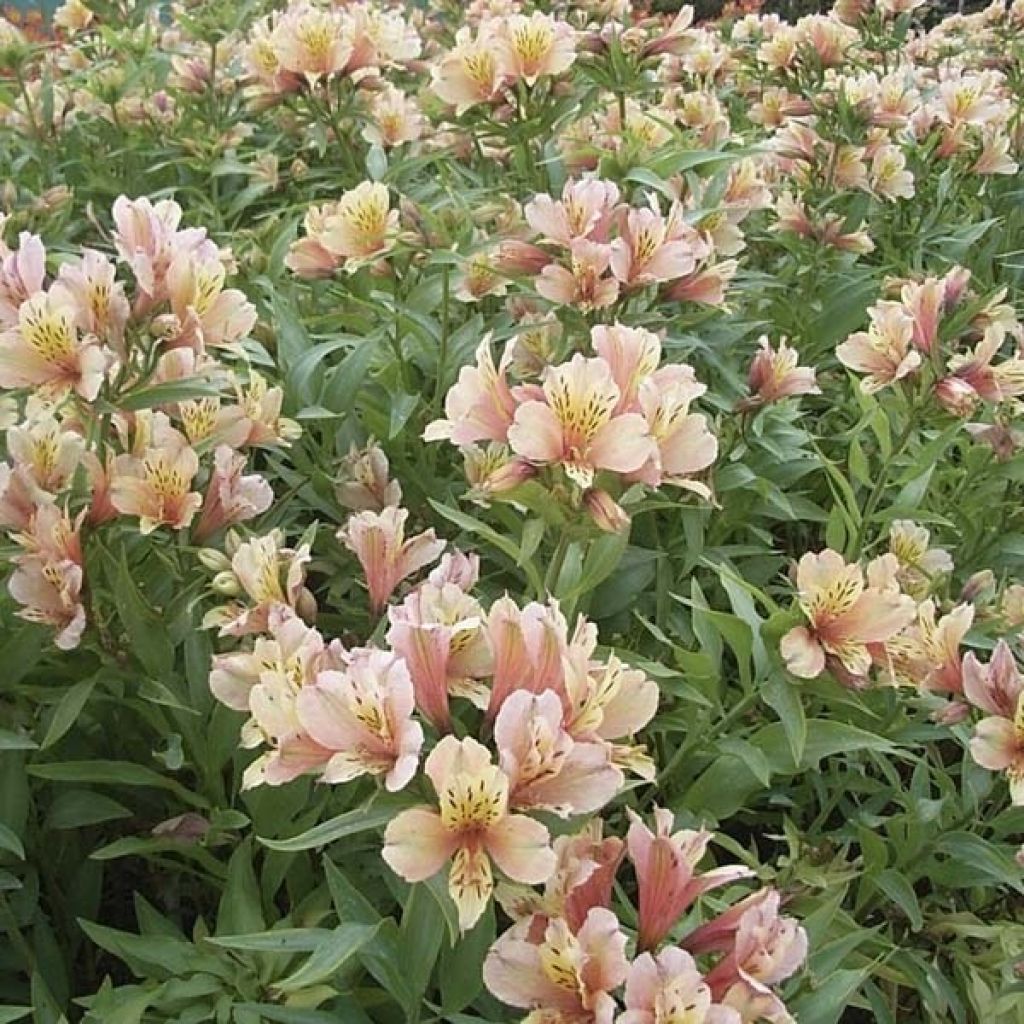 Alstroemeria Inca Ice - Incalelie