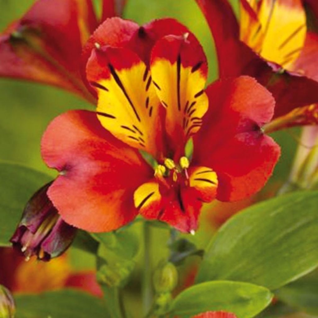 Alstroemère - Alstroemeria Inca Pulse
