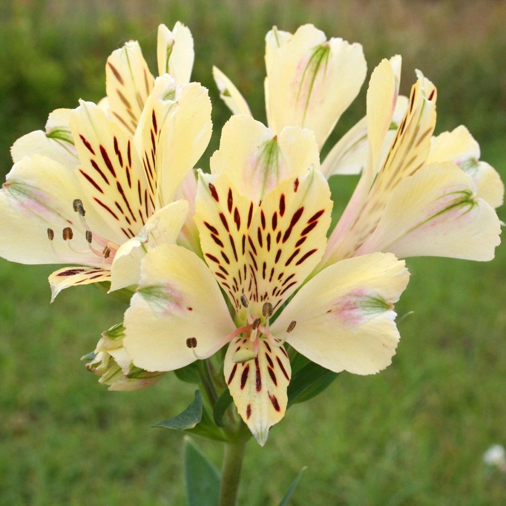 Alstroemeria Pitchounes Noah - Incalelie