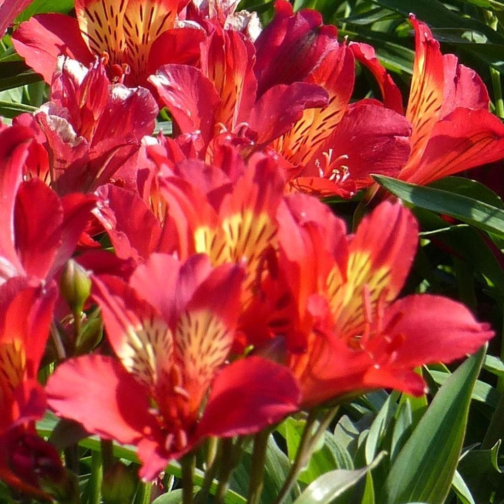 Alstroemeria Summer Paradise Summer Pepper - Incalelie