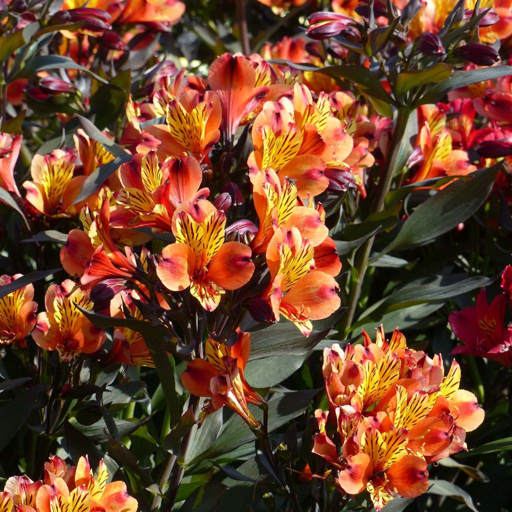 Alstroemeria Indian Summer - Incalelie