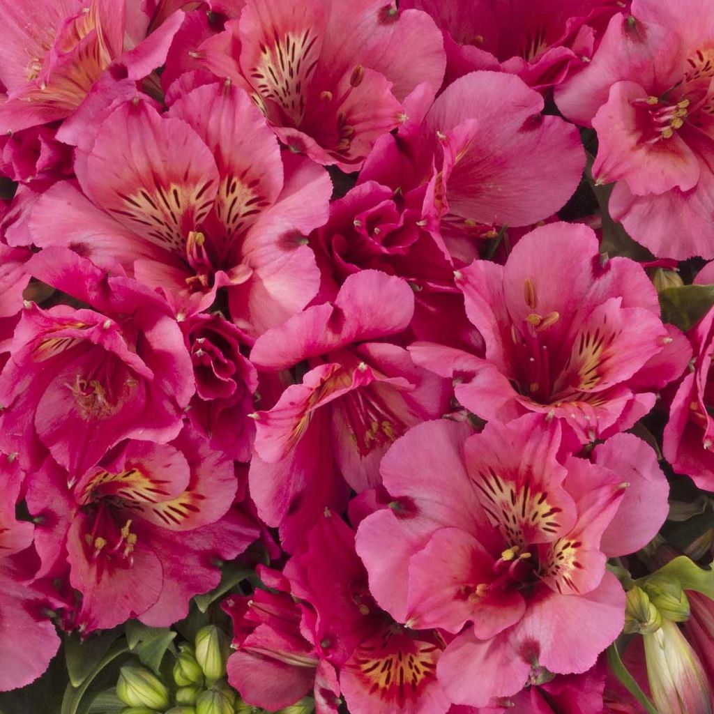 Alstroemeria Inticancha Sun Malaga - Incalelie