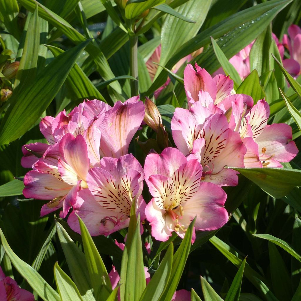 Alstroemeria Summer Break - Incalelie