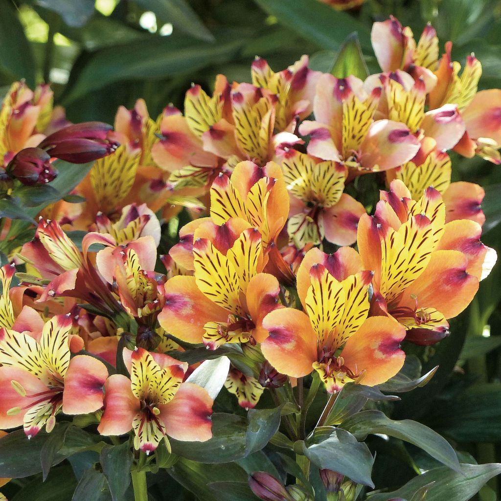 Alstroemeria Indian Summer - Incalelie