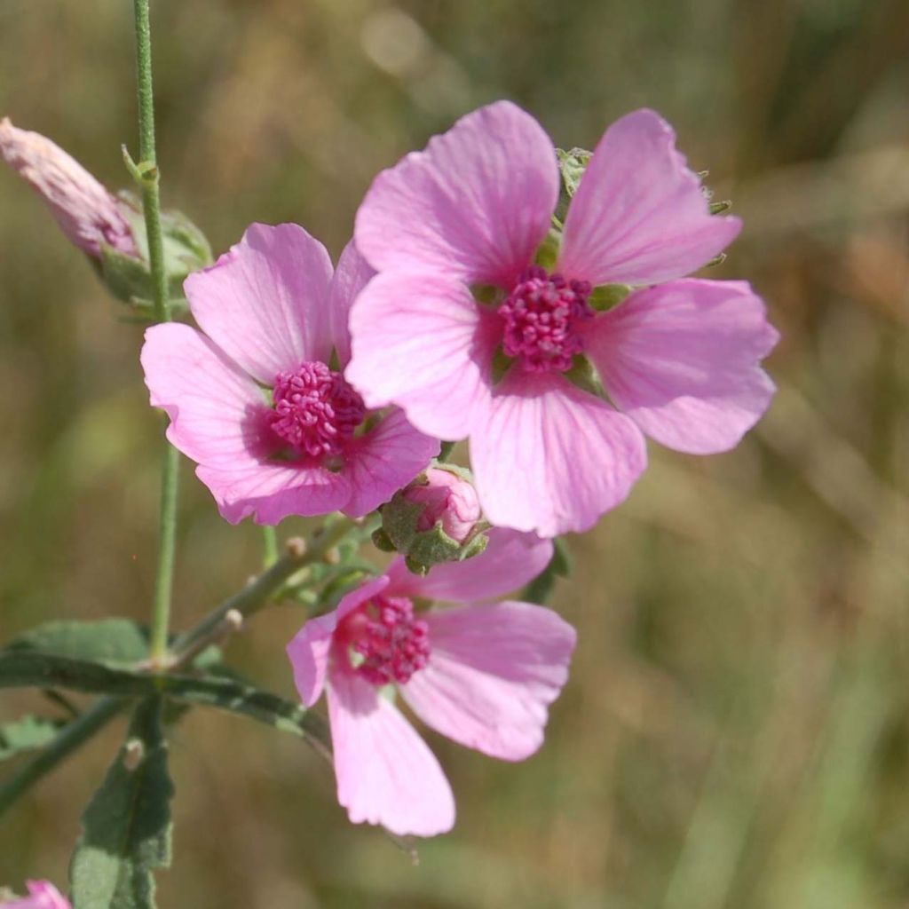 Althaea cannabina - Hennepbladstokroos