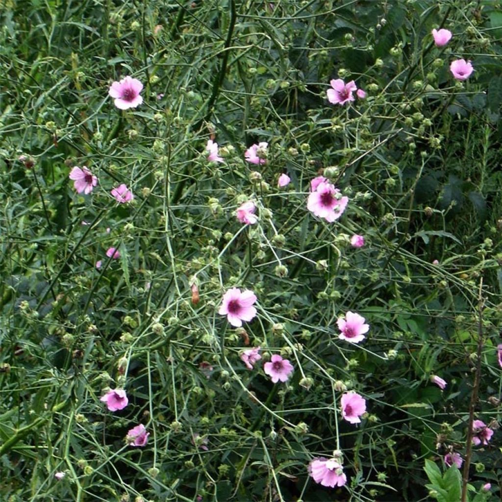 Althaea cannabina - Hennepbladstokroos