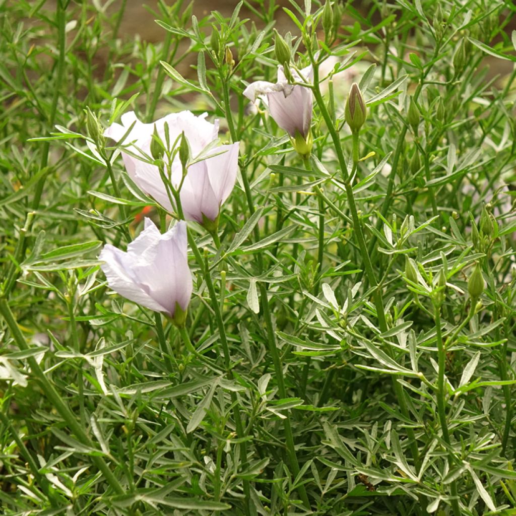 Alyogyne cuneiformis - Australische hibiscus