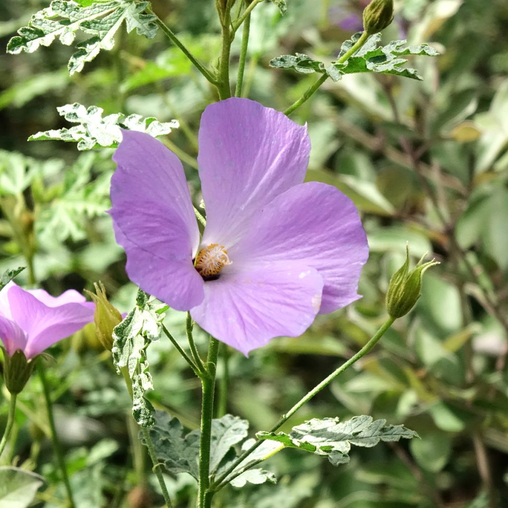 Alyogyne huegelii Santa Cruz - Australische hibiscus