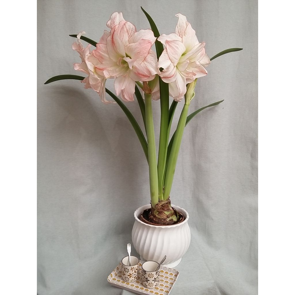 Amaryllis Double Aphrodite