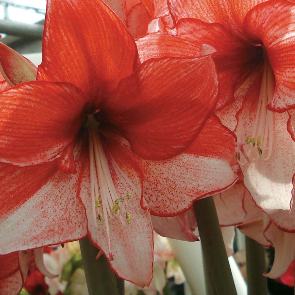 Amaryllis Charisma - Hippeastrum