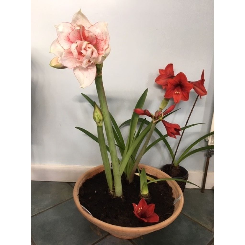 Amaryllis dubbel Elvas