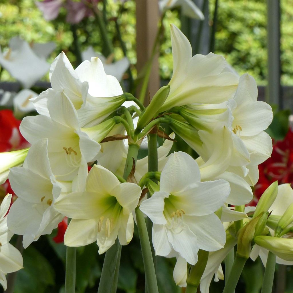 Amaryllis Wit Rascal - Hippeastrum
