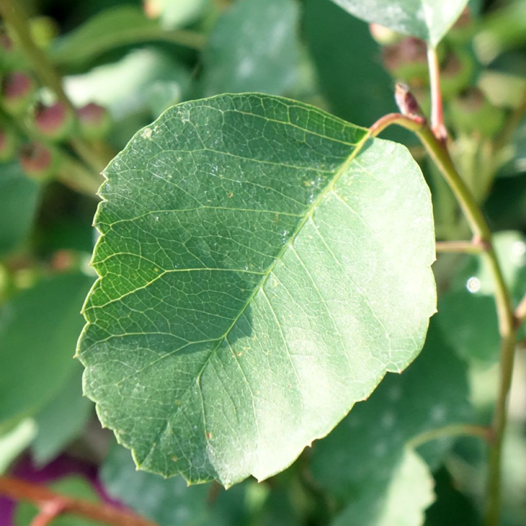 Krentenboompje GreatBerry Farm