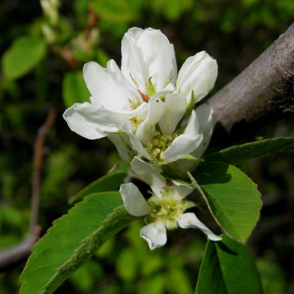 Krentenboompje Saskatoon Berry