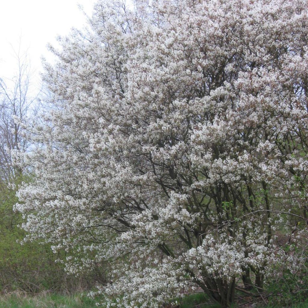 Amelanchier lamarckii - Amerikaans krentenboompje