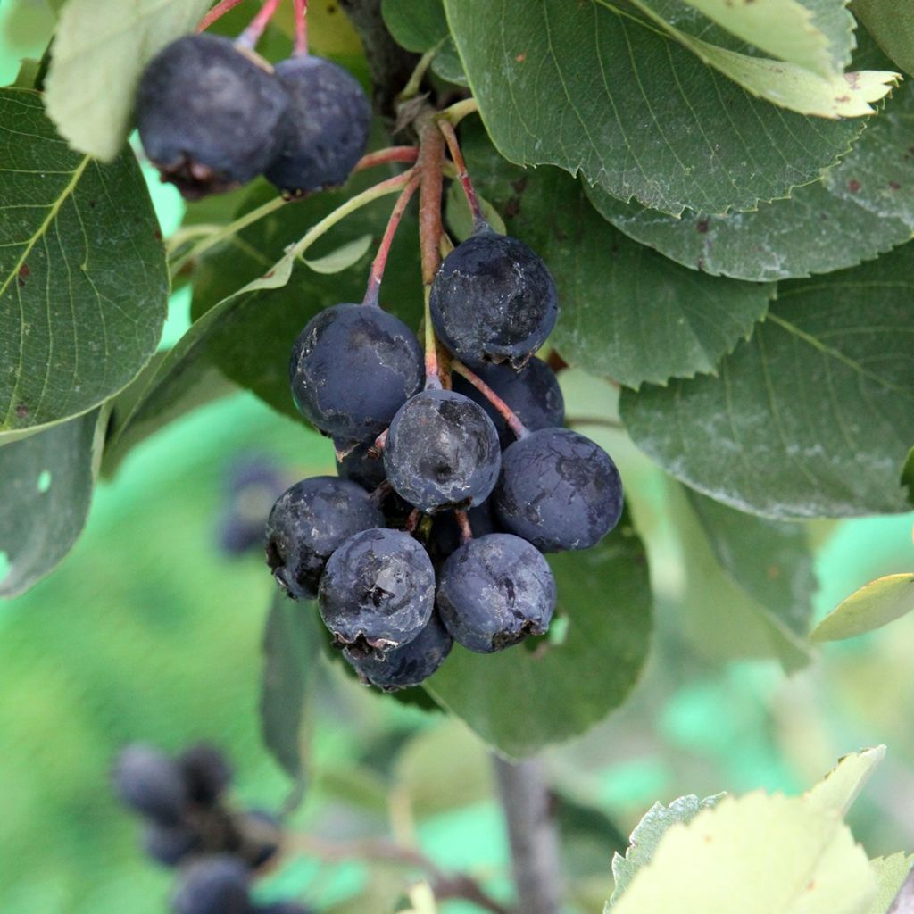 Saskatoonbes Saskablue