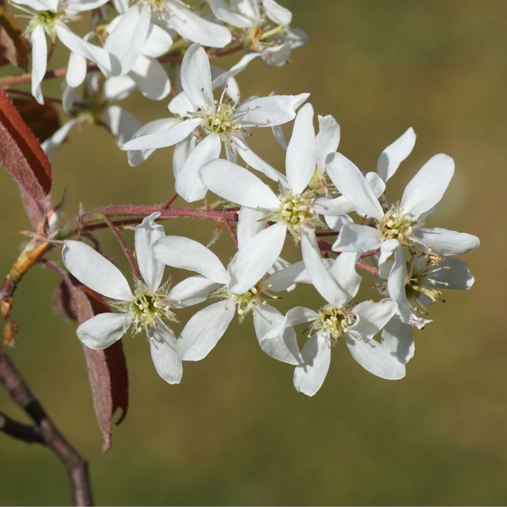 Amelanchier lamarckii - Amerikaans krentenboompje