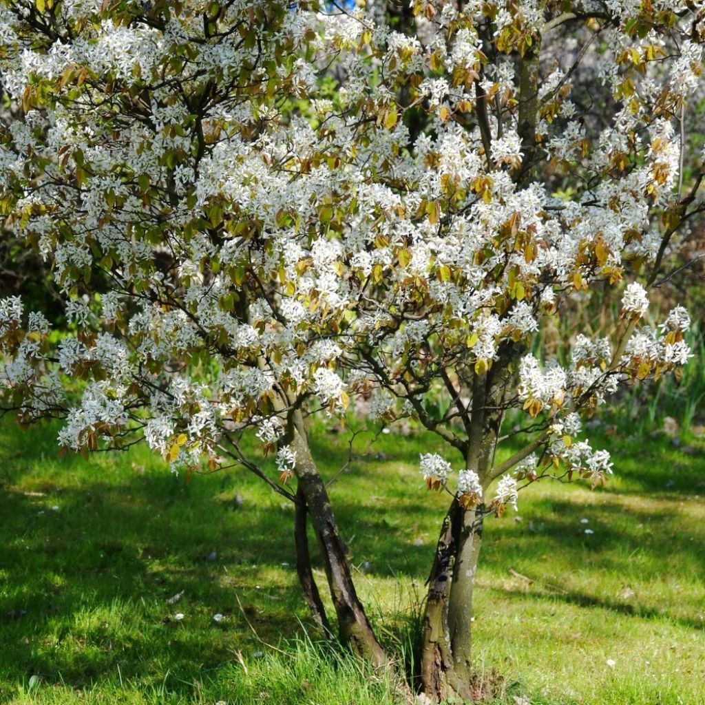 Amelanchier lamarckii - Amerikaans krentenboompje