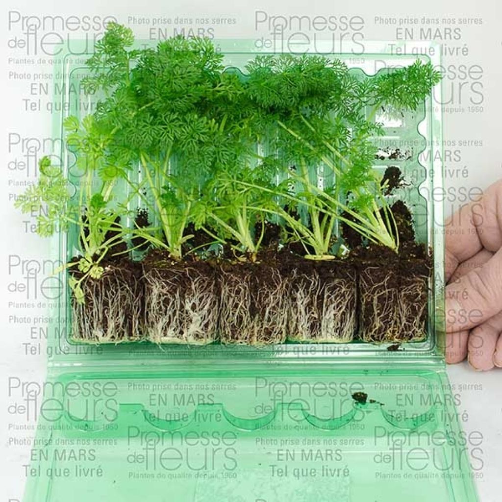 Ammi visnaga The giant