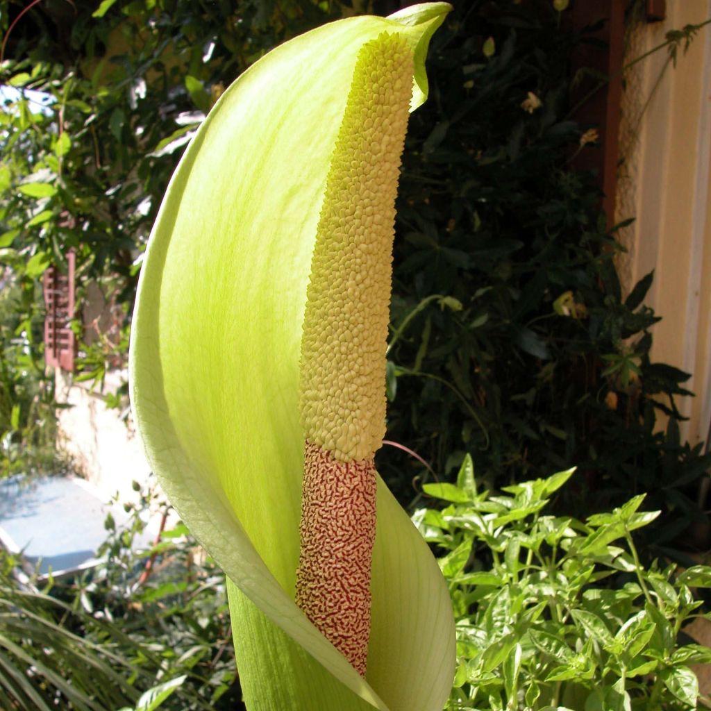 Amorphophallus napalensis - Duivelstong