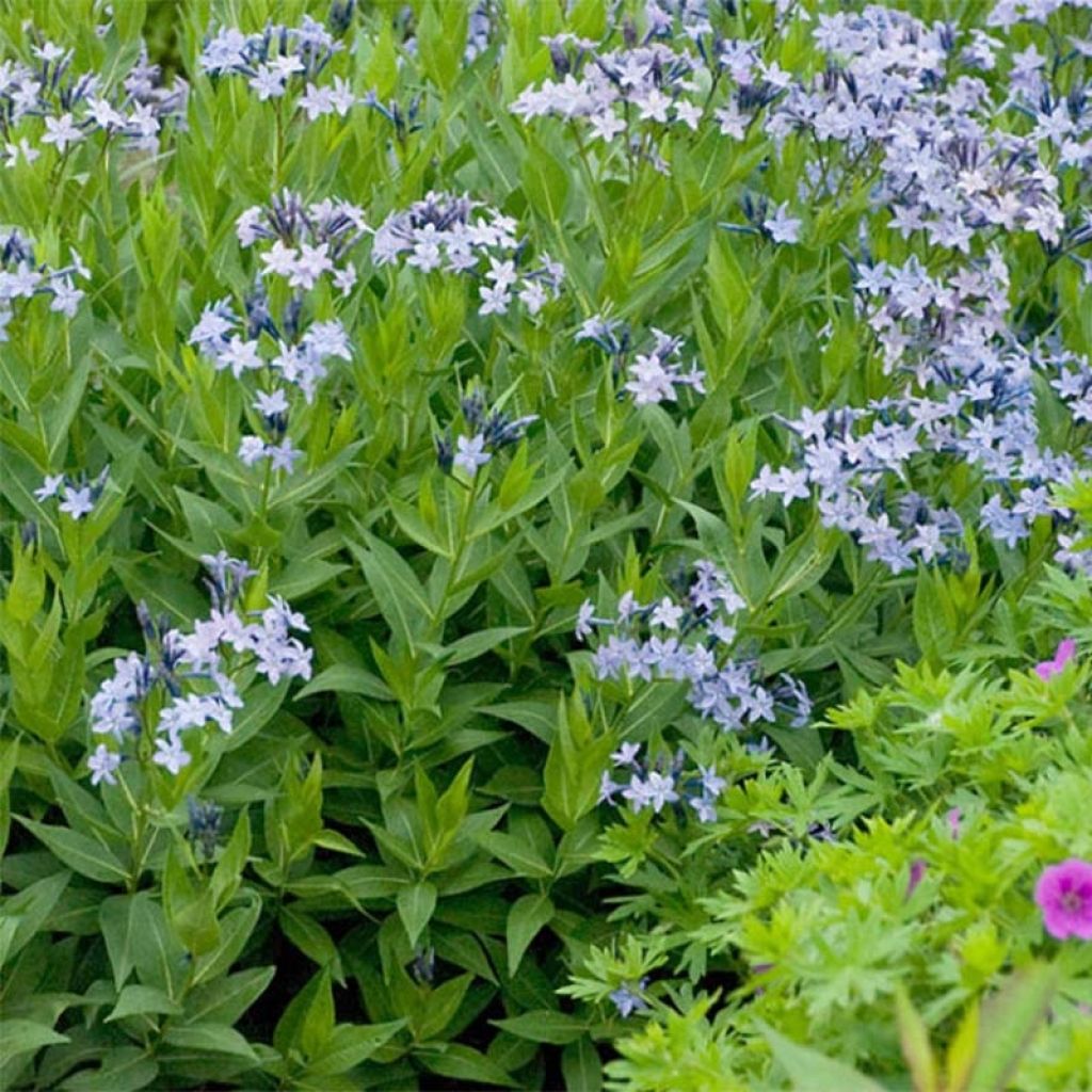 Amsonia tabernaemontana Storm Cloud - Blauwe ster