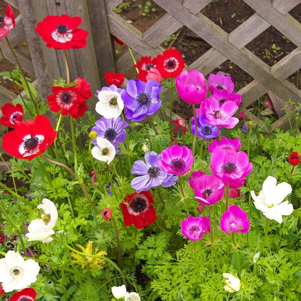 Klaproos-anemoon - Anemone coronaria
