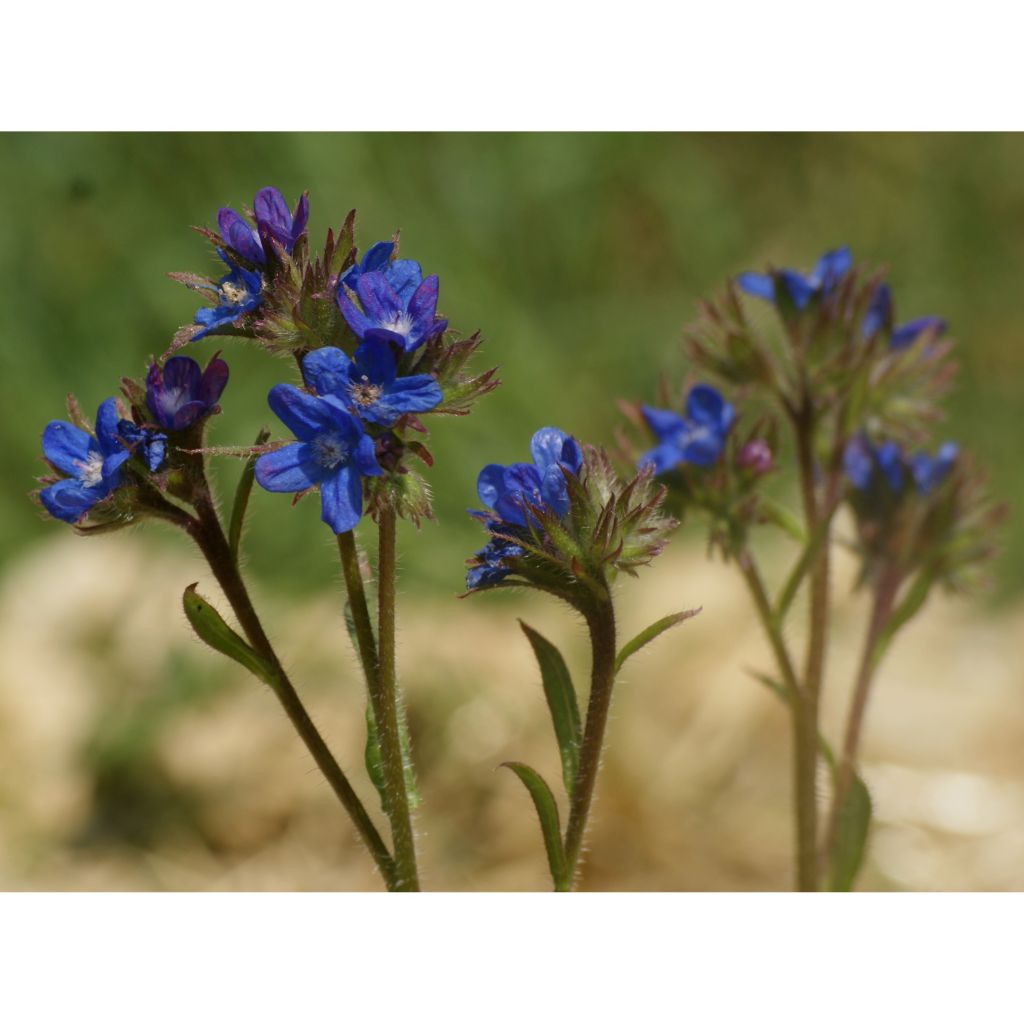 Anchusa azurea Dropmore - Italiaanse ossentong