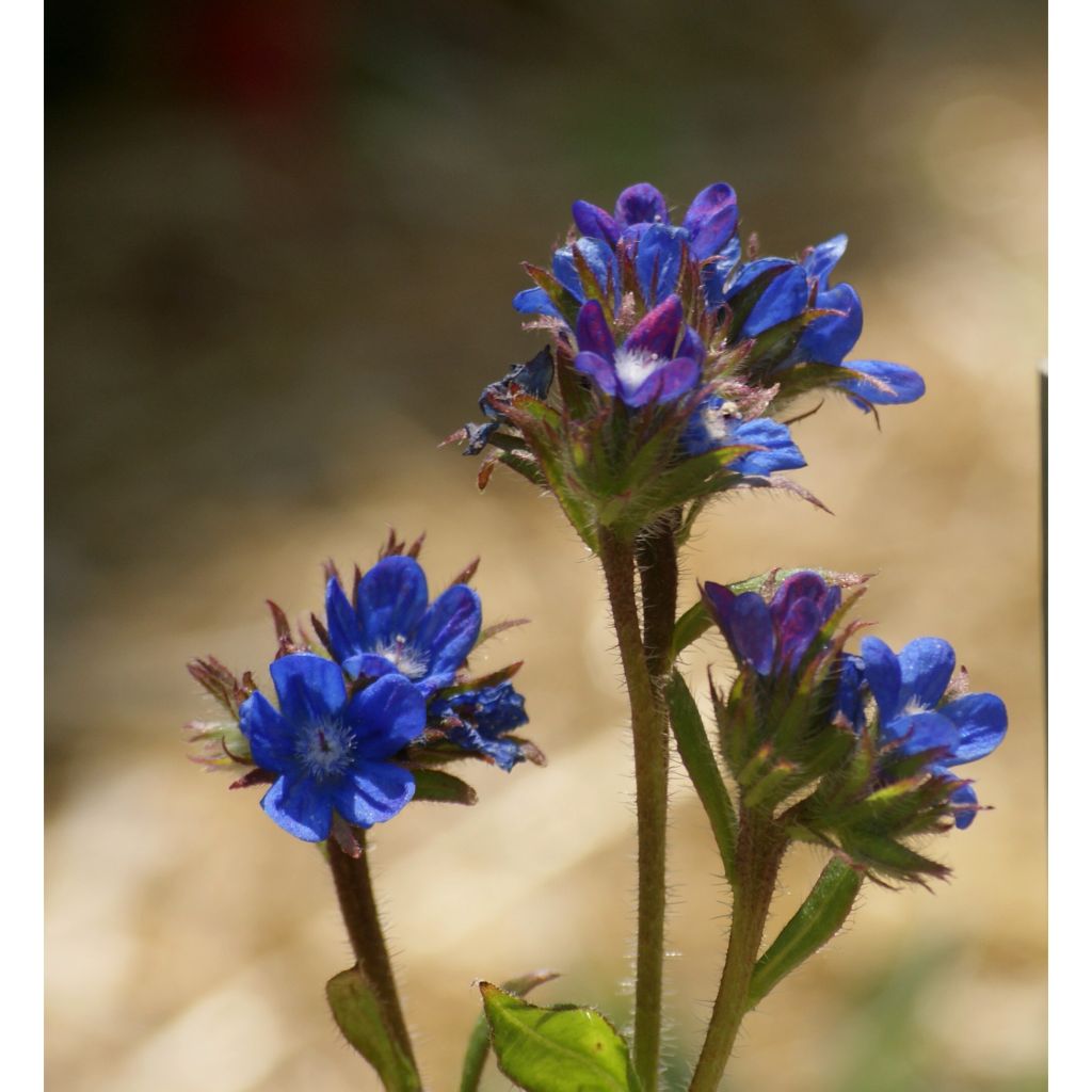 Anchusa azurea Dropmore - Italiaanse ossentong