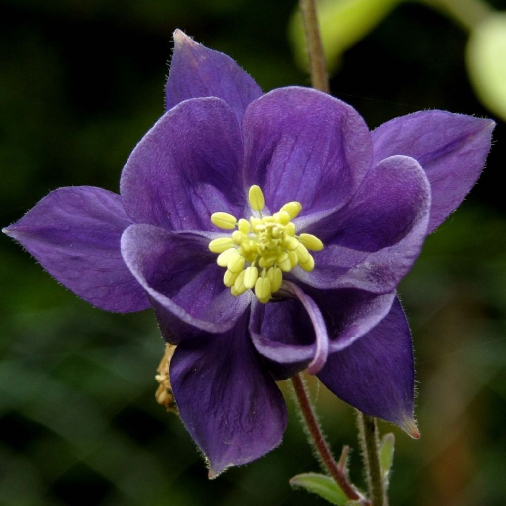 Aquilegia alpina - Alpenakelei