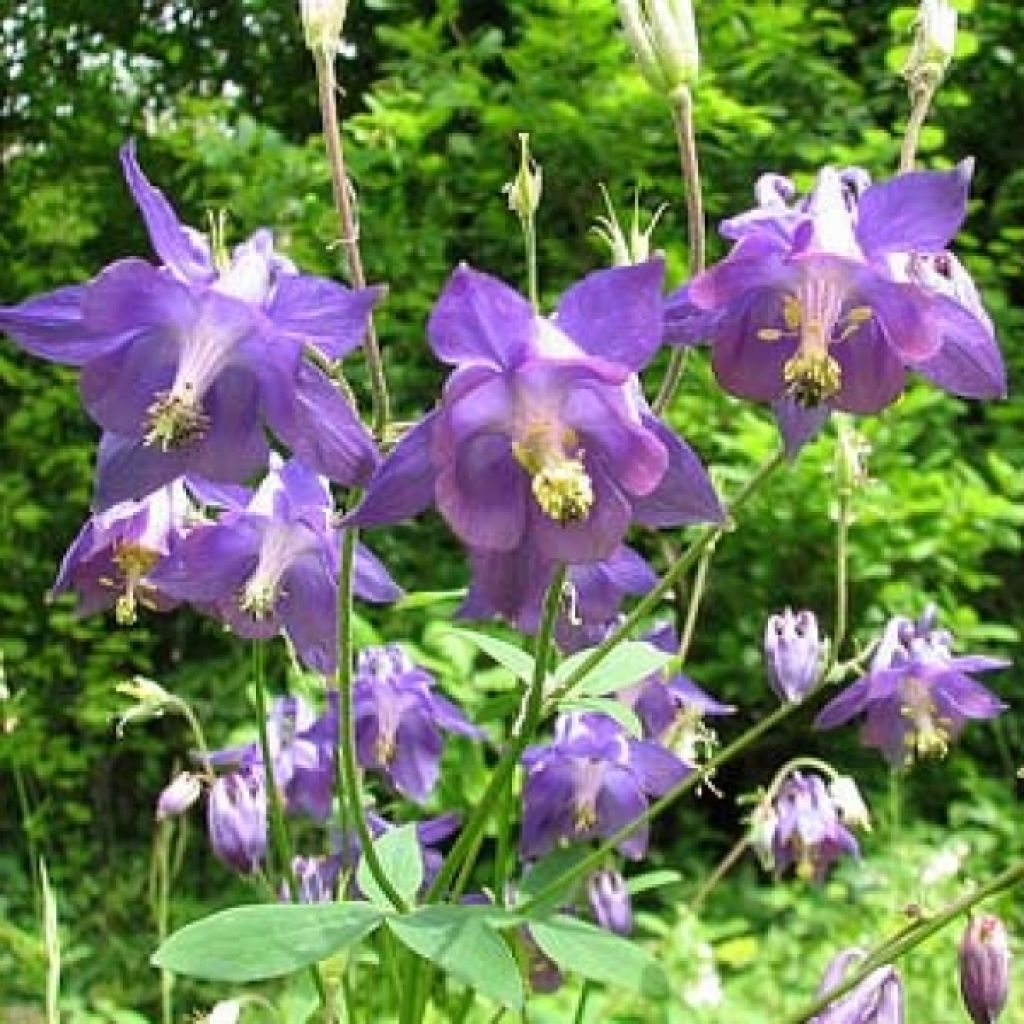 Aquilegia alpina - Alpenakelei