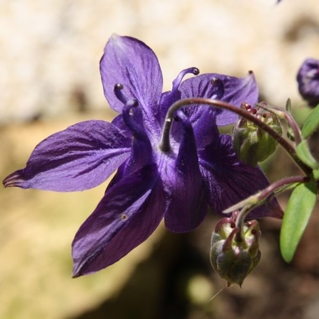 Aquilegia alpina - Alpenakelei