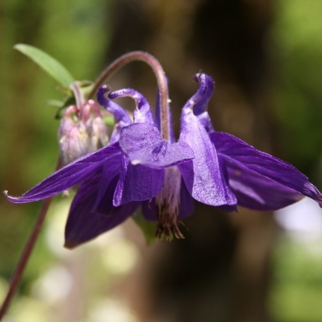 Aquilegia alpina - Alpenakelei