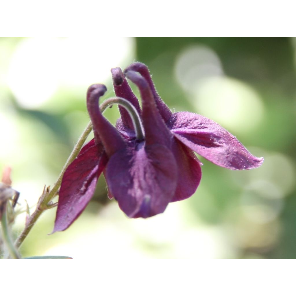 Aquilegia atrata - Donkere akelei