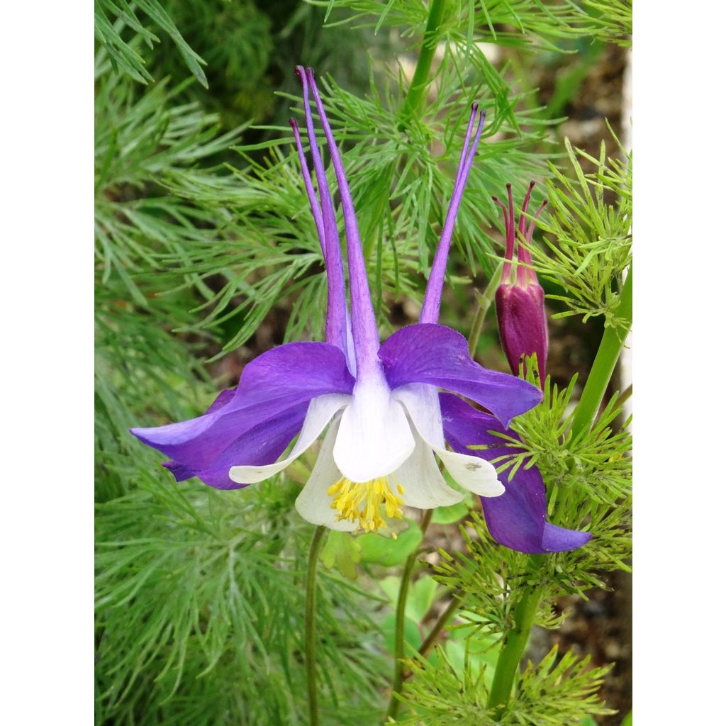 Akelei Mac Kana (zaad) - Aquilegia