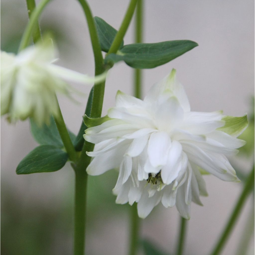 Akelei Green Apples - Aquilegia vulgaris