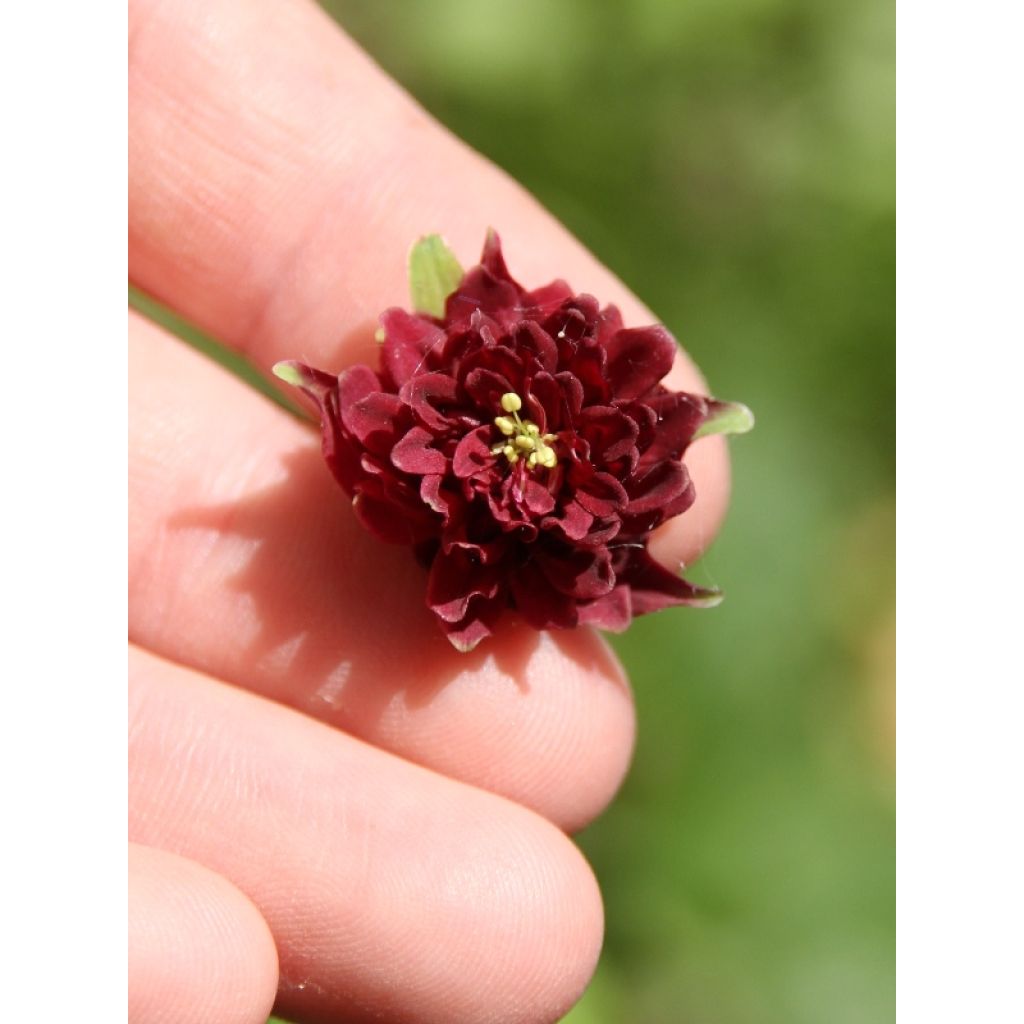 Akelei Ruby Port - Aquilegia vulgaris