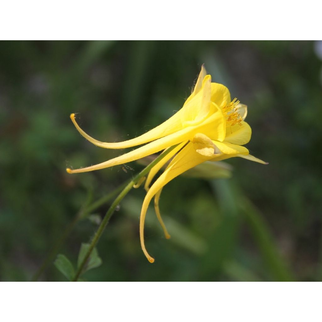 Gele akelei Yellow Queen - Aquilegia chrysantha