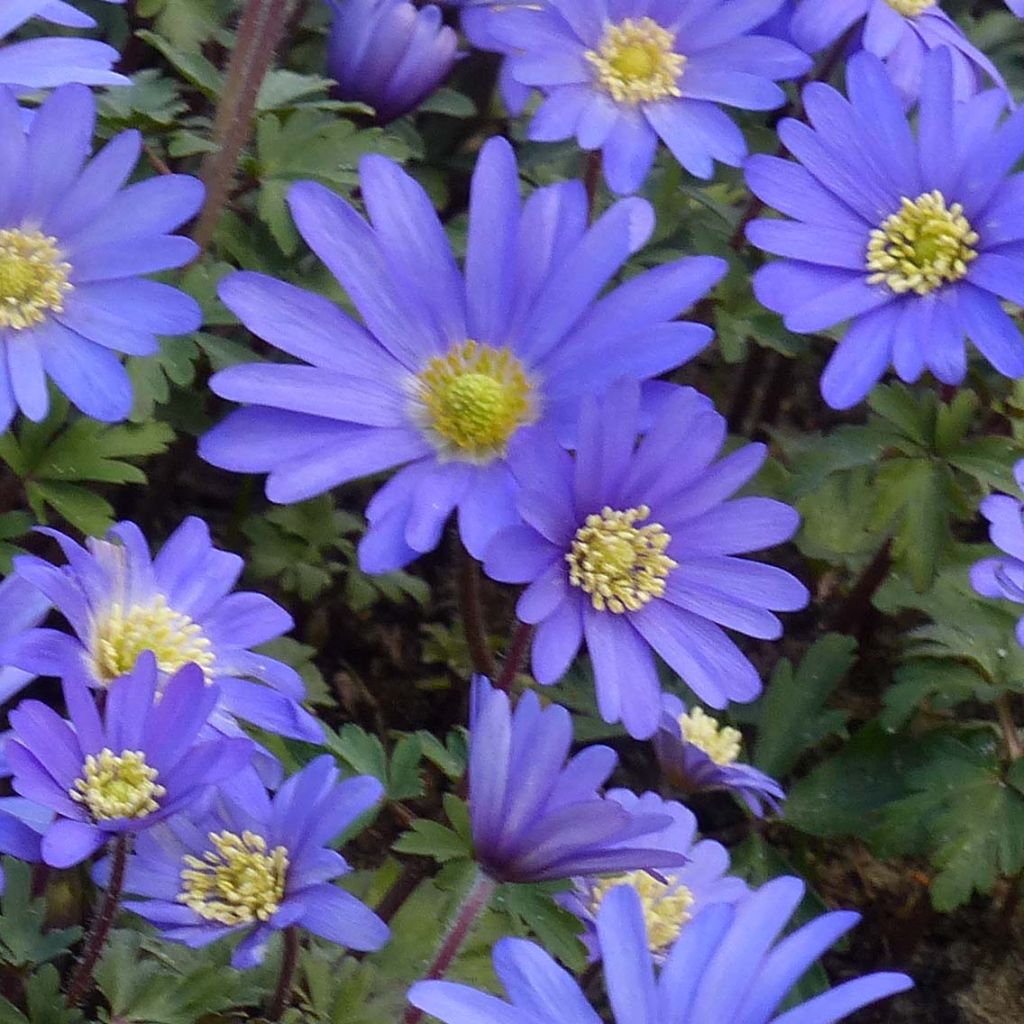 Anemone blanda Blue Shades - Oosterse anemoon