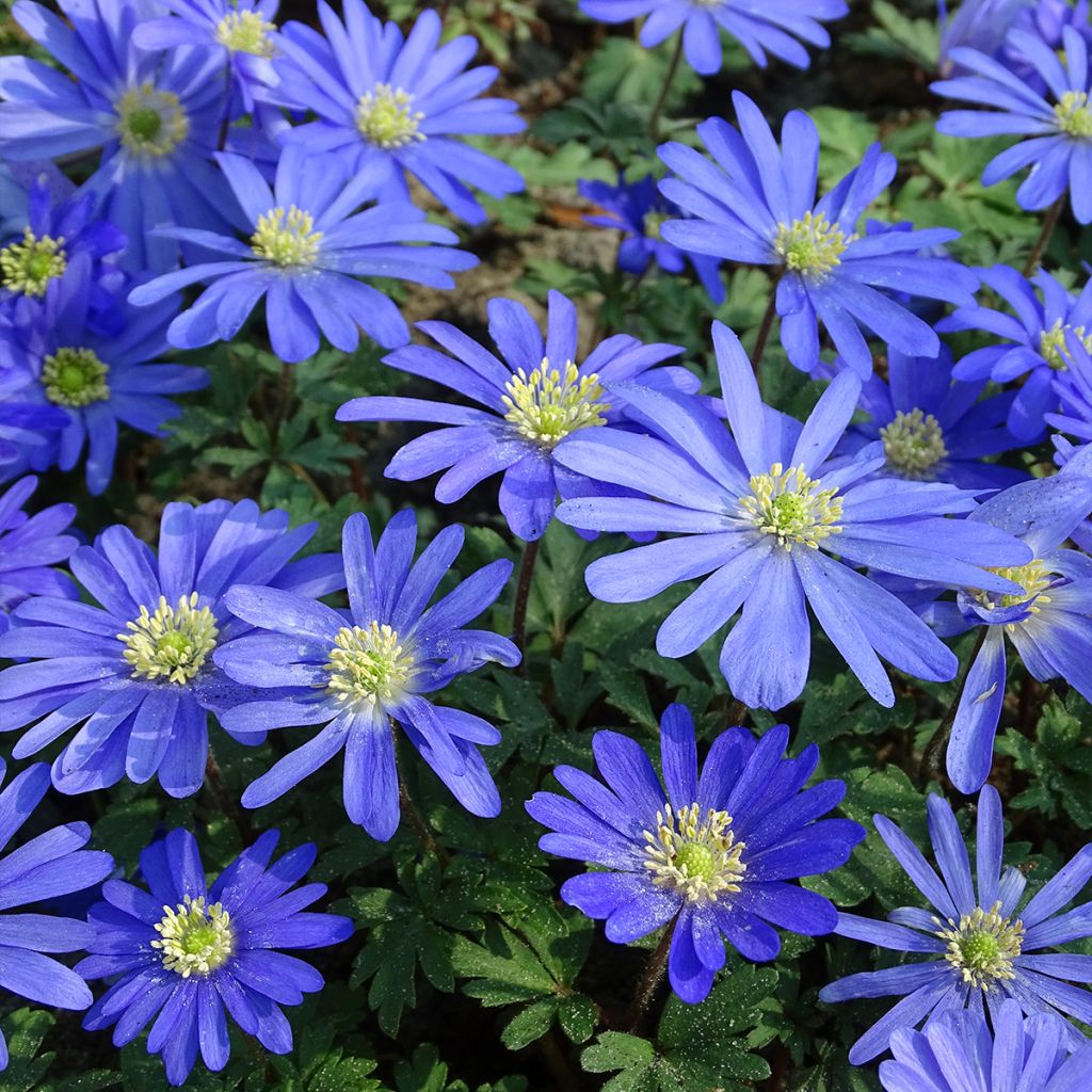 Anemone blanda Blue Shades - Oosterse anemoon