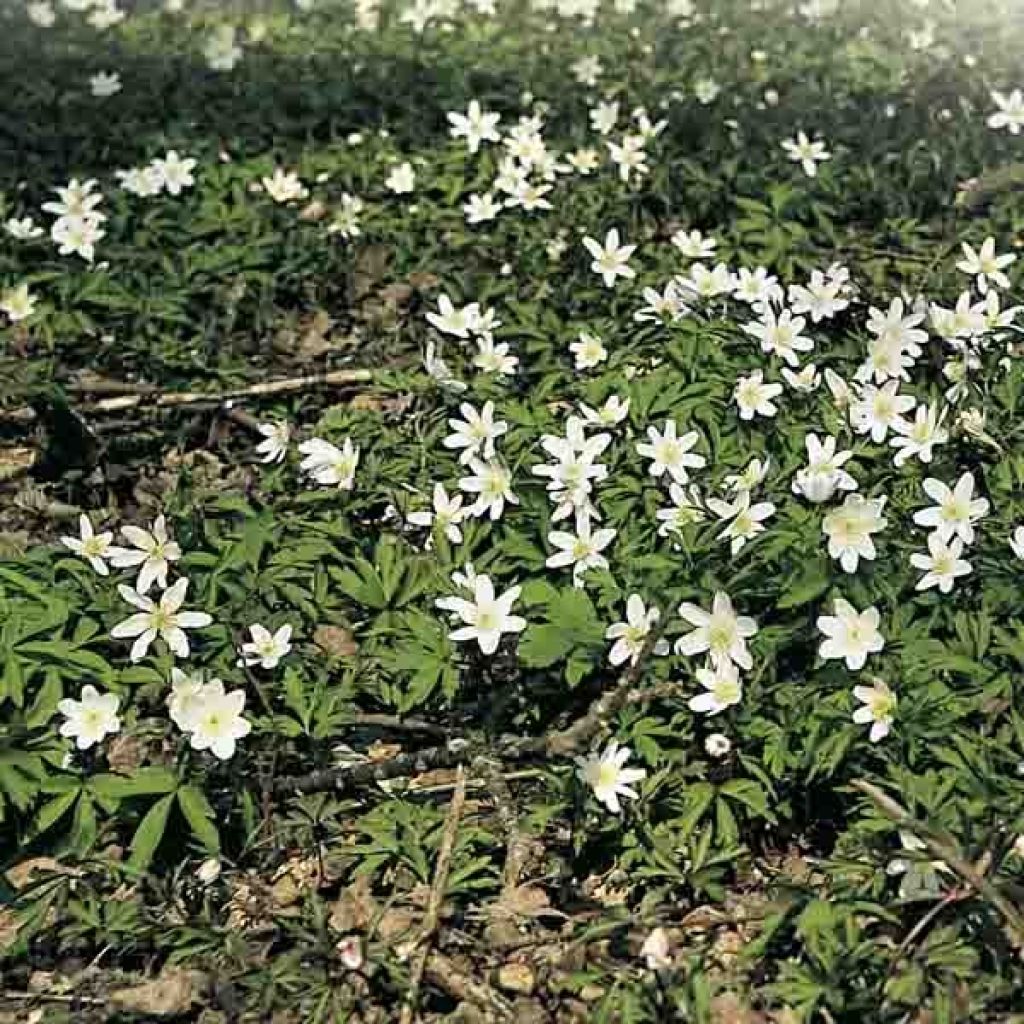 Anemone nemorosa -  Witte bosanemoon