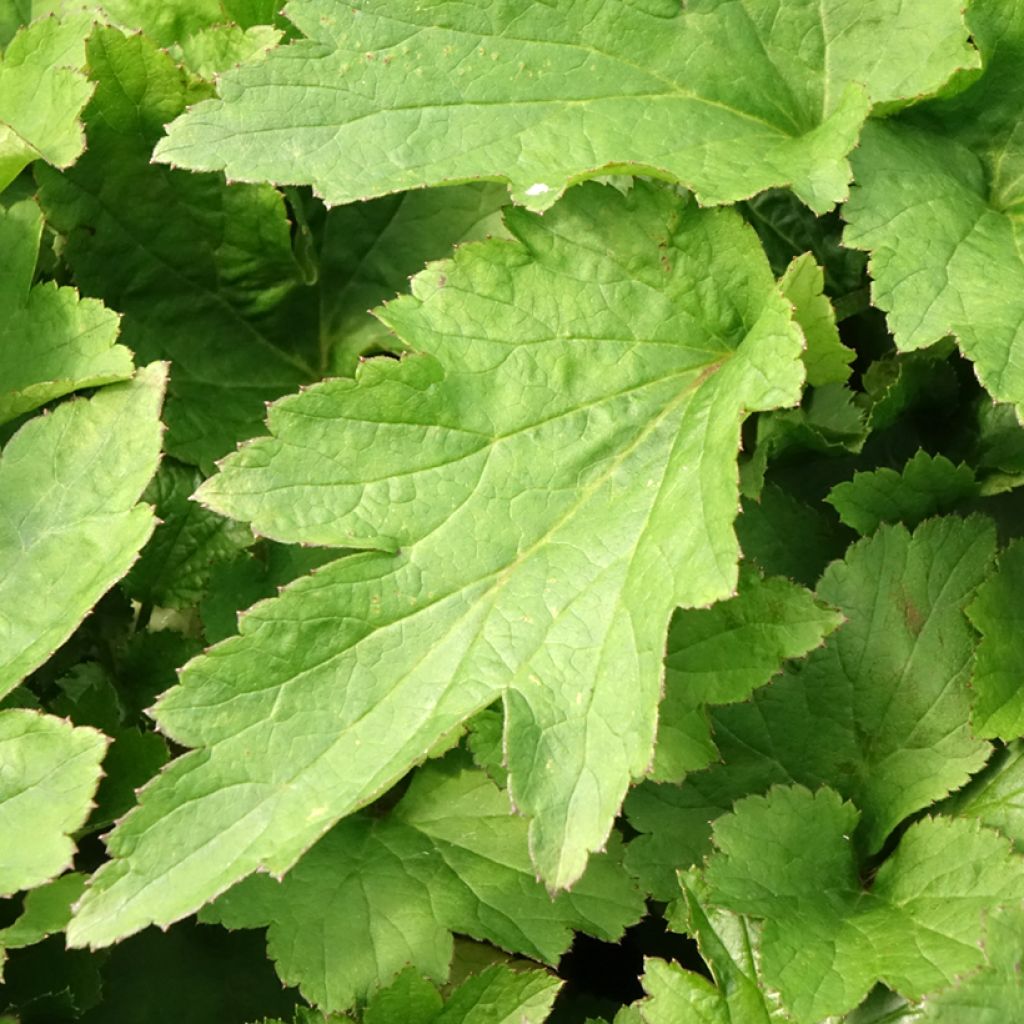 Anemone hybrida Royal Pink - Herfstanemoon
