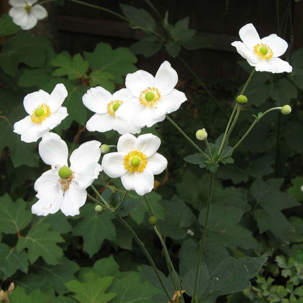 Anemone Honorine Jobert - Herfstanemoon
