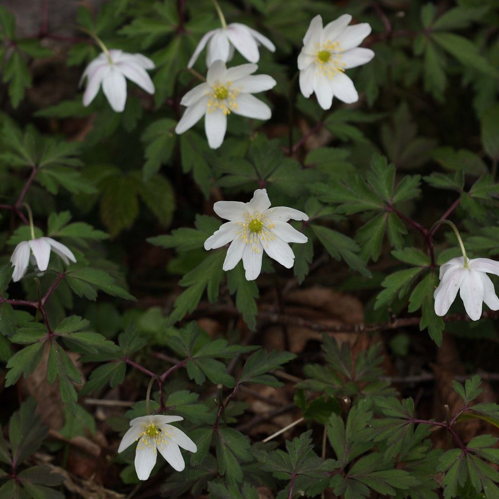 Anemone nemorosa -  Witte bosanemoon